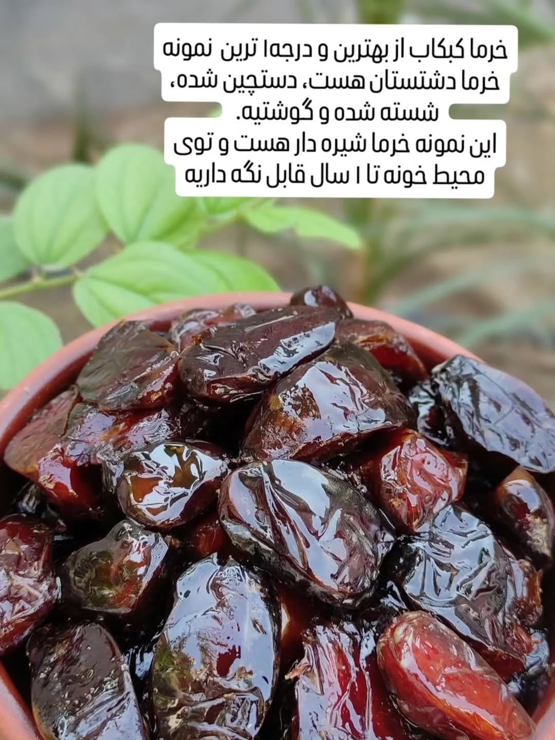 خرمای کبکاب دشتستان