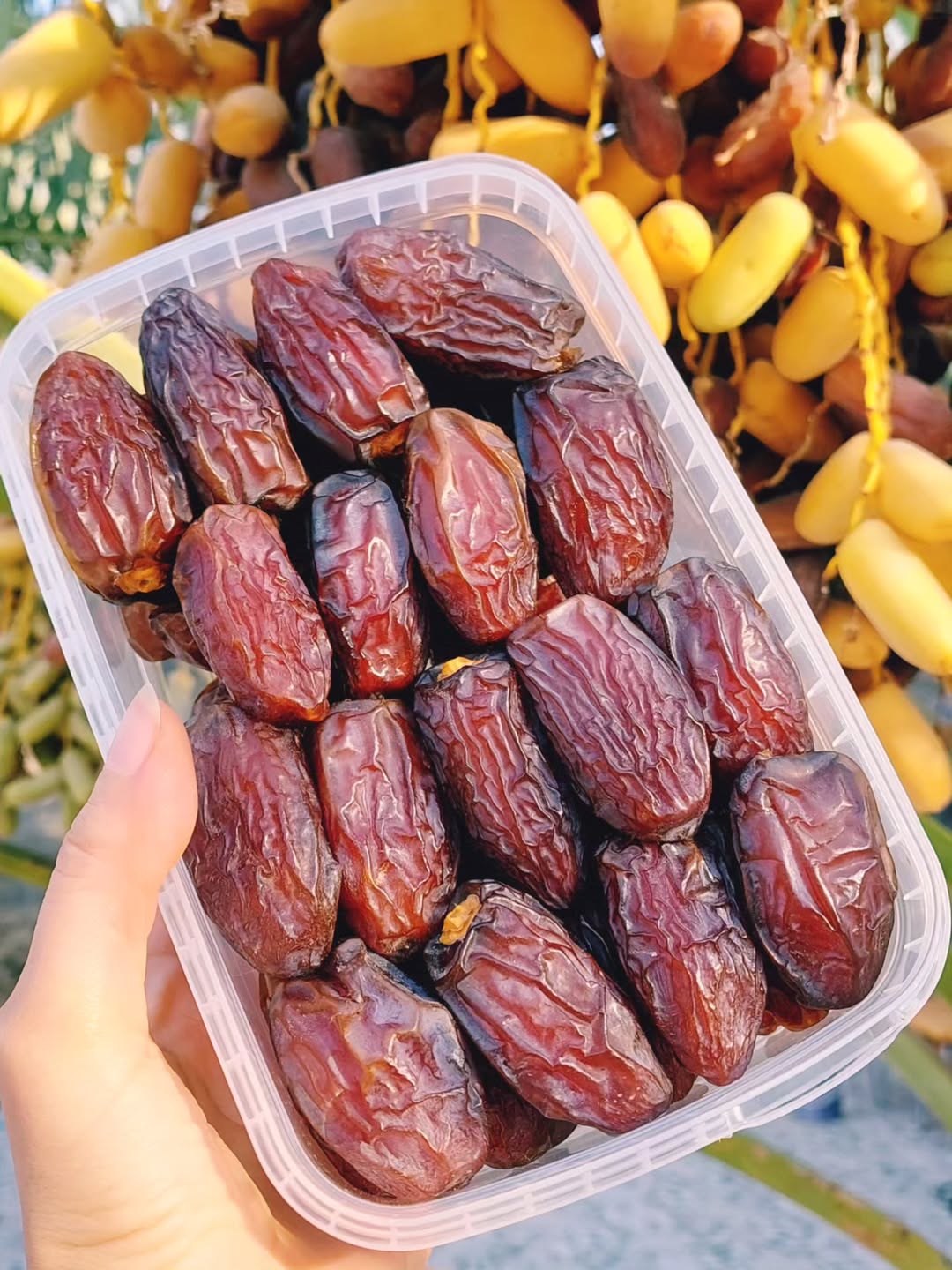 خرمای مجول صادراتی